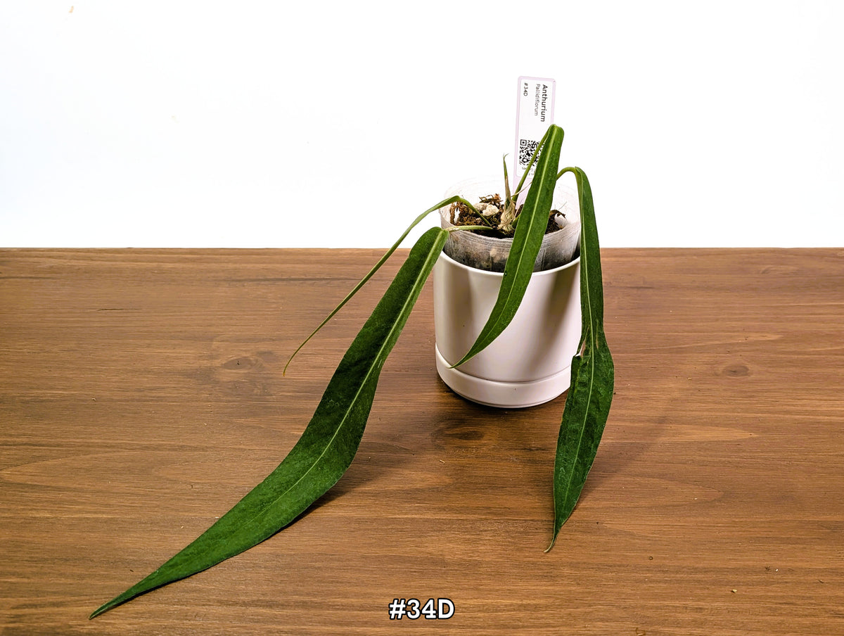 Anthurium Pallidiflorum - Narrow Dark Strap Leaves - Exact Plants