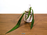 Anthurium Pallidiflorum - Narrow Dark Strap Leaves - Exact Plants