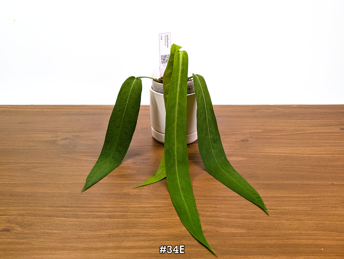 Anthurium Pallidiflorum - Narrow Dark Strap Leaves - Exact Plants