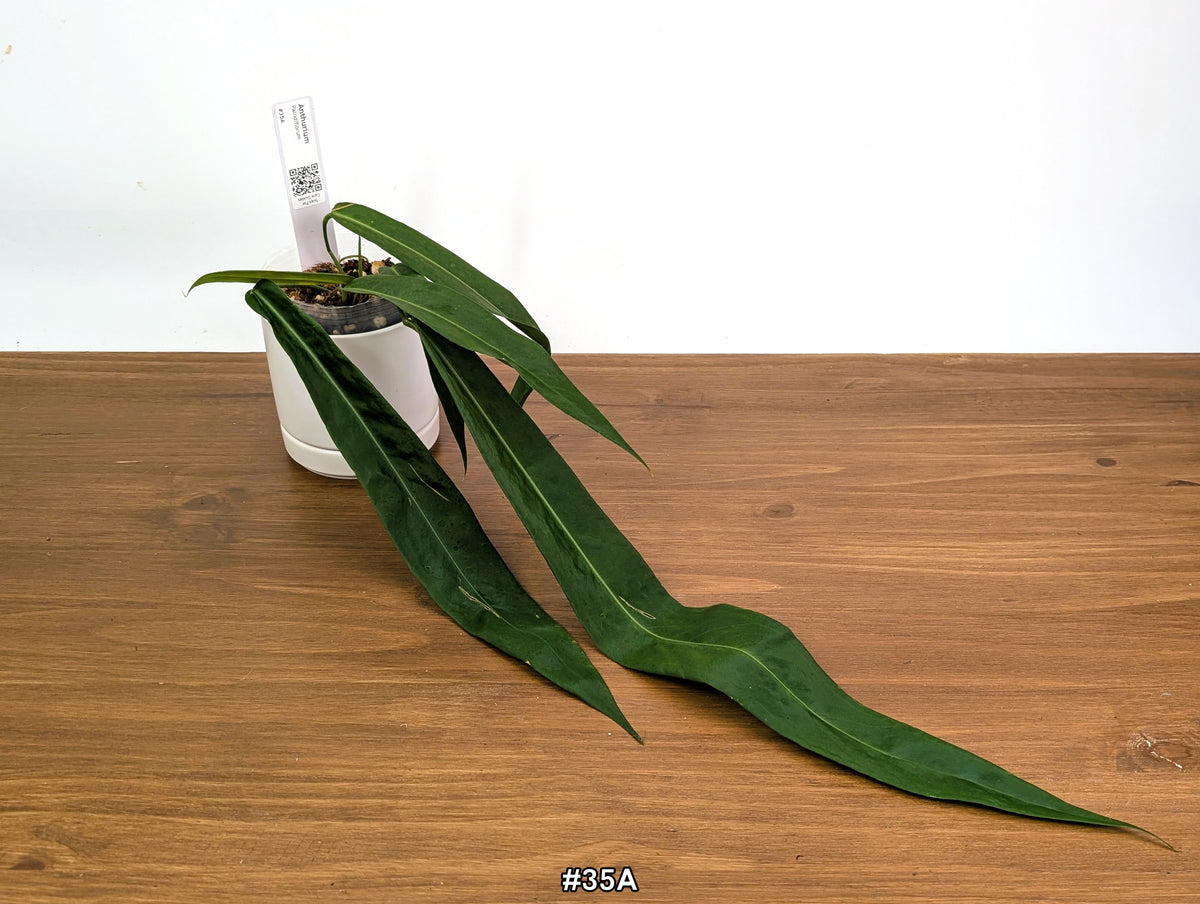 Anthurium Pallidiflorum - Narrow Dark Strap Leaves - Exact Plants