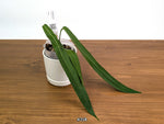 Anthurium Pallidiflorum - Narrow Dark Strap Leaves - Exact Plants