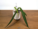 Anthurium Pallidiflorum - Narrow Dark Strap Leaves - Exact Plants