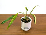 Philodendron Paloraense Variegated - Exact Plants in 4" Pots