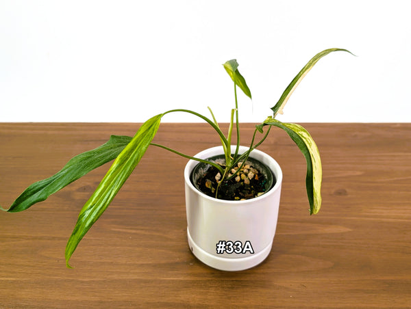 Philodendron Paloraense Variegated - Exact Plants in 4" Pots