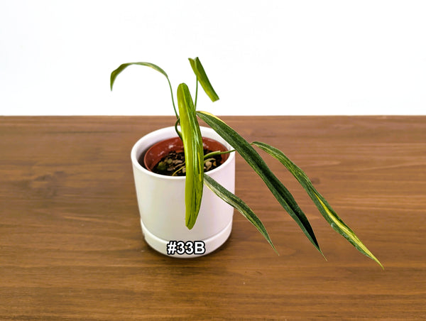 Philodendron Paloraense Variegated - Exact Plants in 4" Pots