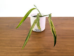 Philodendron Paloraense Variegated - Exact Plants in 4" Pots