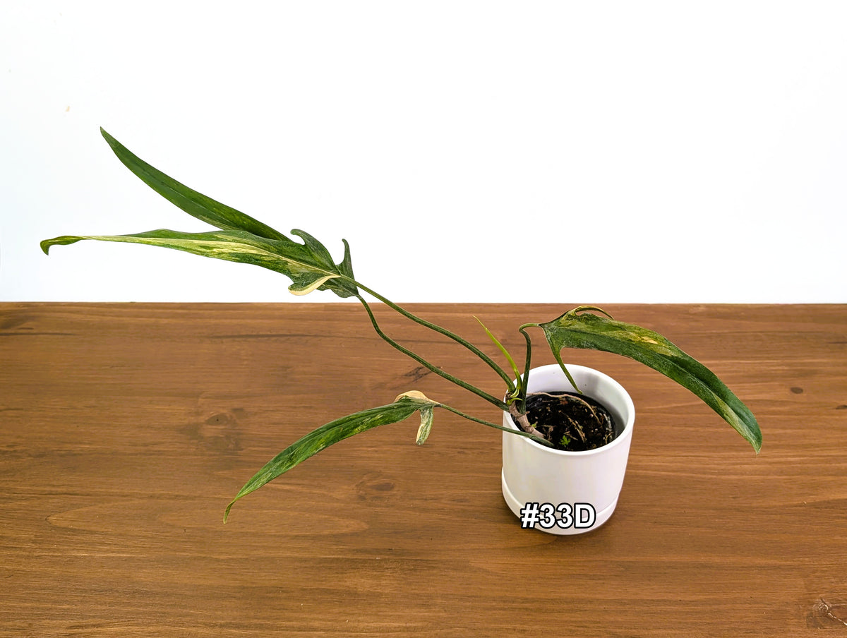 Philodendron Paloraense Variegated - Exact Plants in 4" Pots
