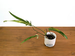 Philodendron Paloraense Variegated - Exact Plants in 4" Pots