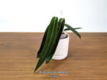 Anthurium Princess of Hearts - Pick Your Exact One of a Kind Plant