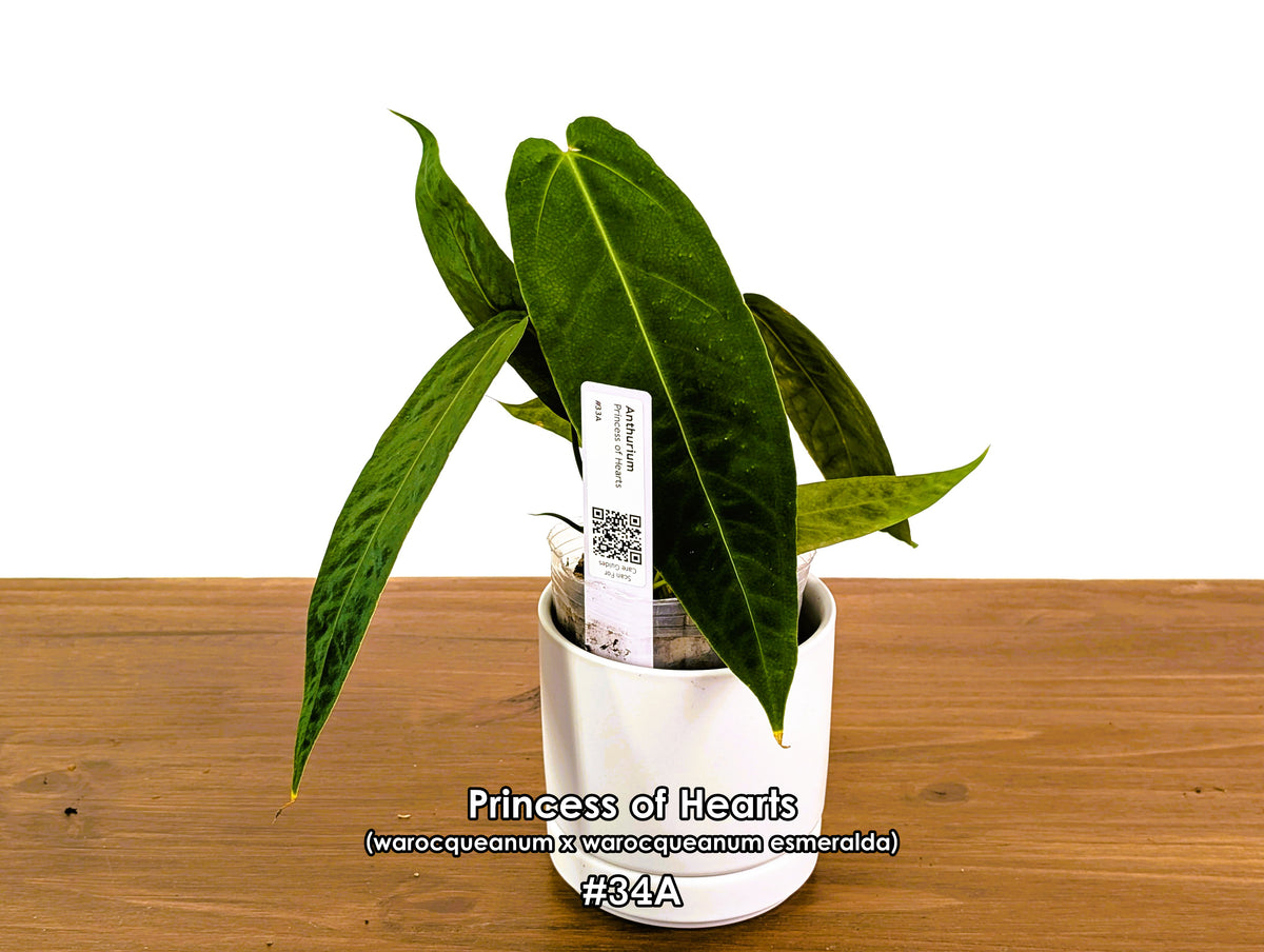 Anthurium Princess of Hearts - Pick Your Exact One of a Kind Plant