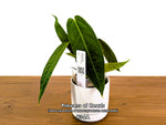 Anthurium Princess of Hearts - Pick Your Exact One of a Kind Plant