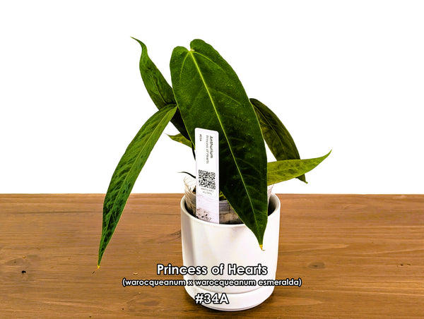 Anthurium Princess of Hearts - Pick Your Exact One of a Kind Plant