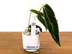 Anthurium Princess of Hearts - Pick Your Exact One of a Kind Plant