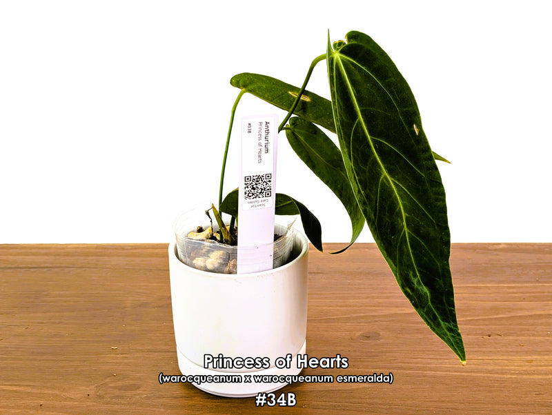 Anthurium Princess of Hearts - Pick Your Exact One of a Kind Plant