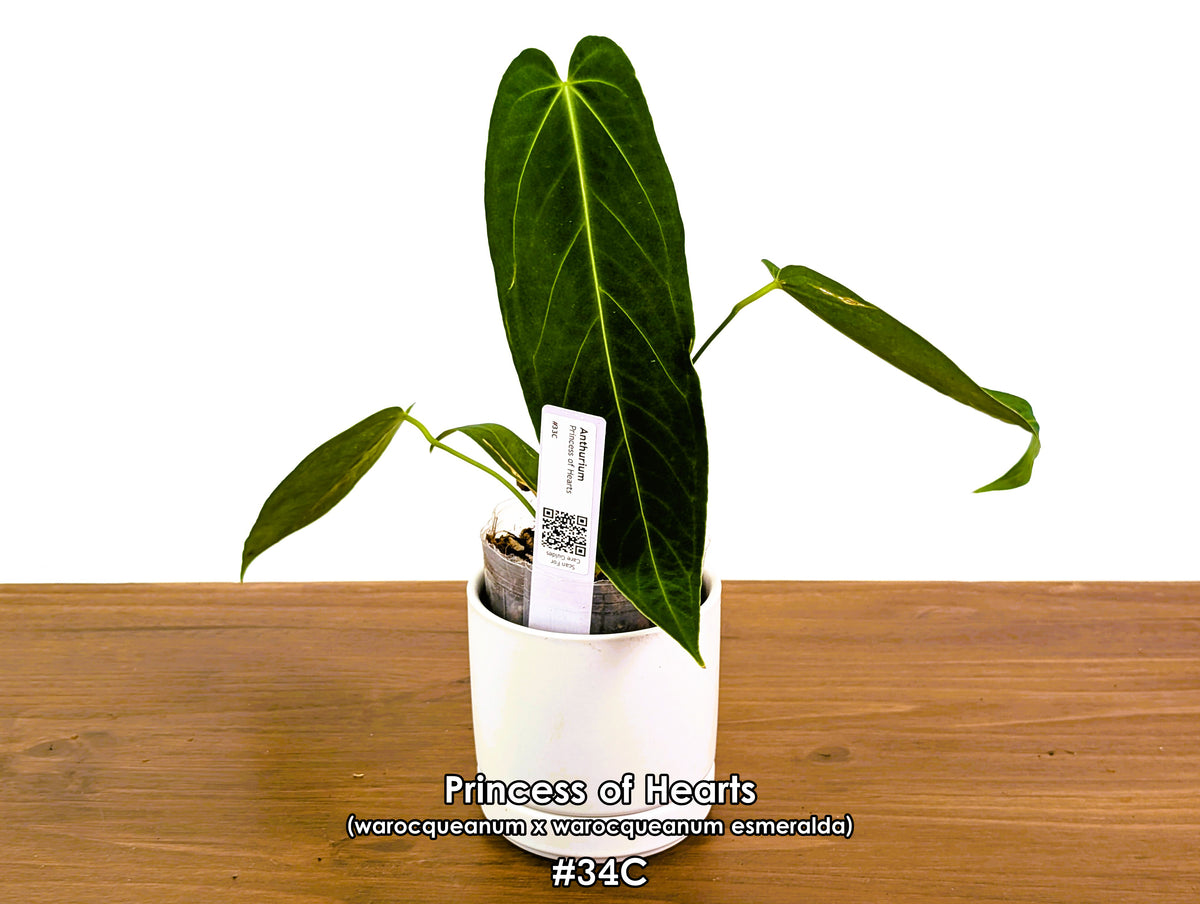 Anthurium Princess of Hearts - Pick Your Exact One of a Kind Plant