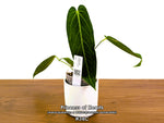 Anthurium Princess of Hearts - Pick Your Exact One of a Kind Plant