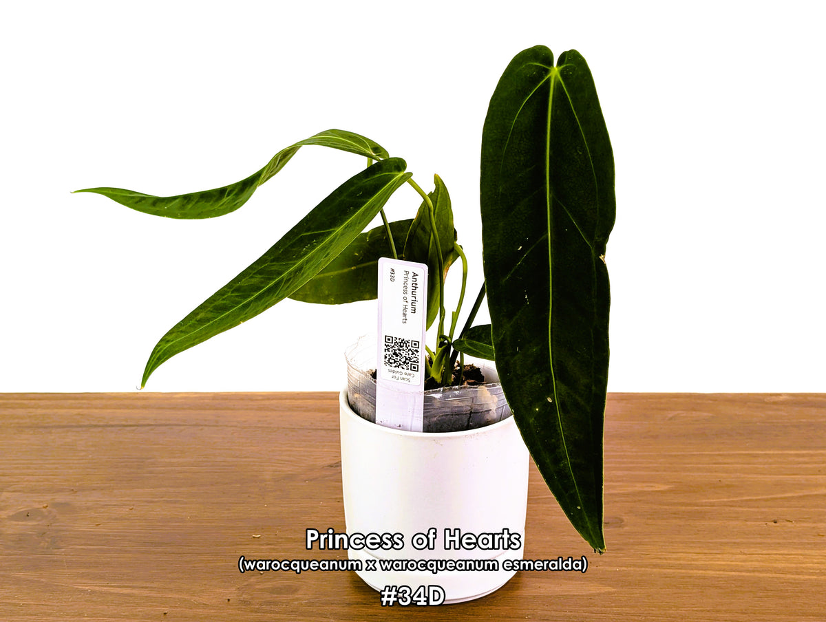 Anthurium Princess of Hearts - Pick Your Exact One of a Kind Plant