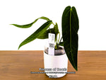 Anthurium Princess of Hearts - Pick Your Exact One of a Kind Plant