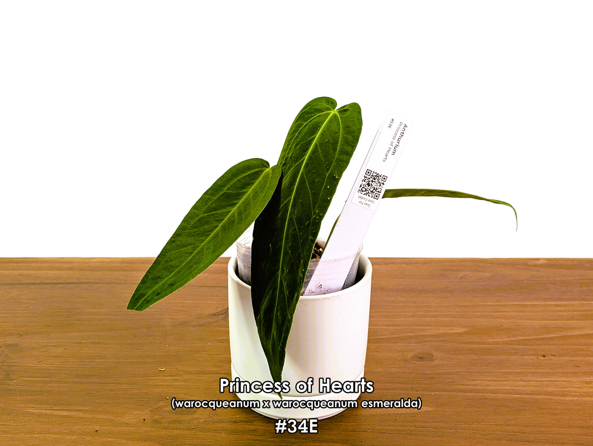 Anthurium Princess of Hearts - Pick Your Exact One of a Kind Plant