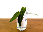 Anthurium Princess of Hearts - Pick Your Exact One of a Kind Plant