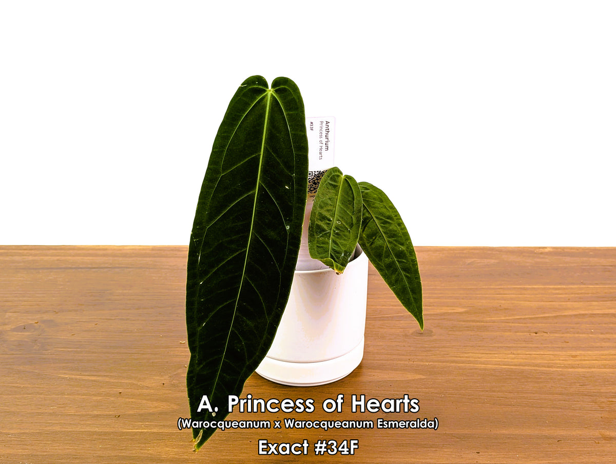 Anthurium Princess of Hearts - Pick Your Exact One of a Kind Plant