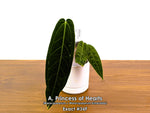 Anthurium Princess of Hearts - Pick Your Exact One of a Kind Plant