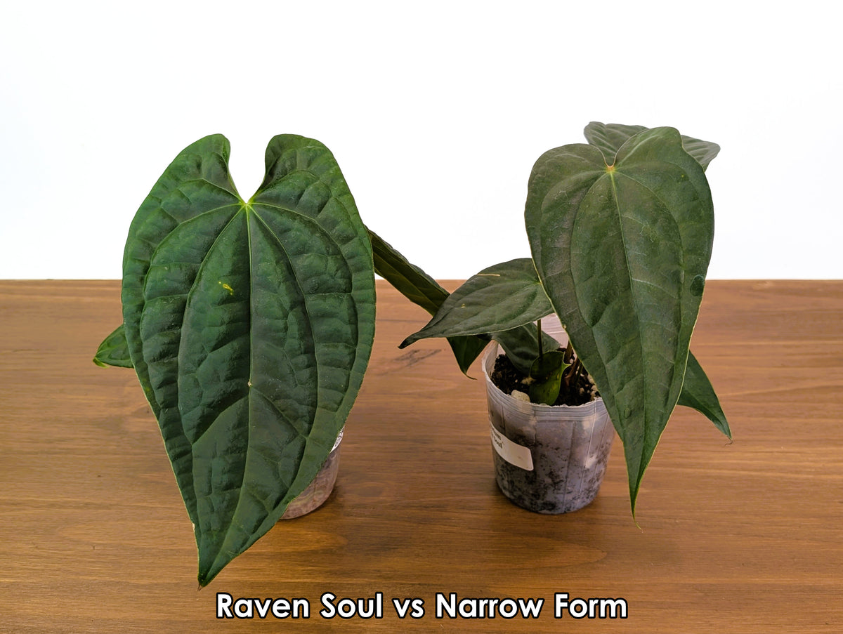 Anthurium Raven Soul 'Narrow Form' (Crystallinum x Luxurians)