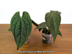 Anthurium Raven Soul 'Narrow Form' (Crystallinum x Luxurians)