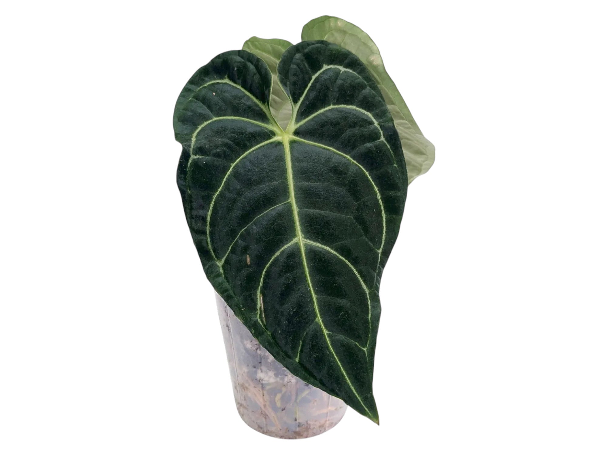 Anthurium Regale - 4 inch and 6 inch pots – Plantamani Plants