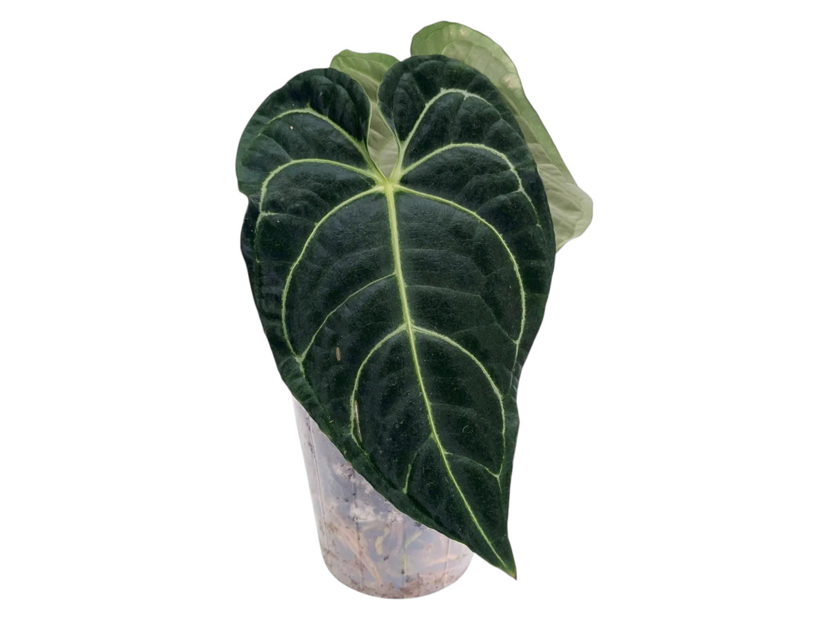 Anthurium Regale