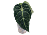 Anthurium Regale