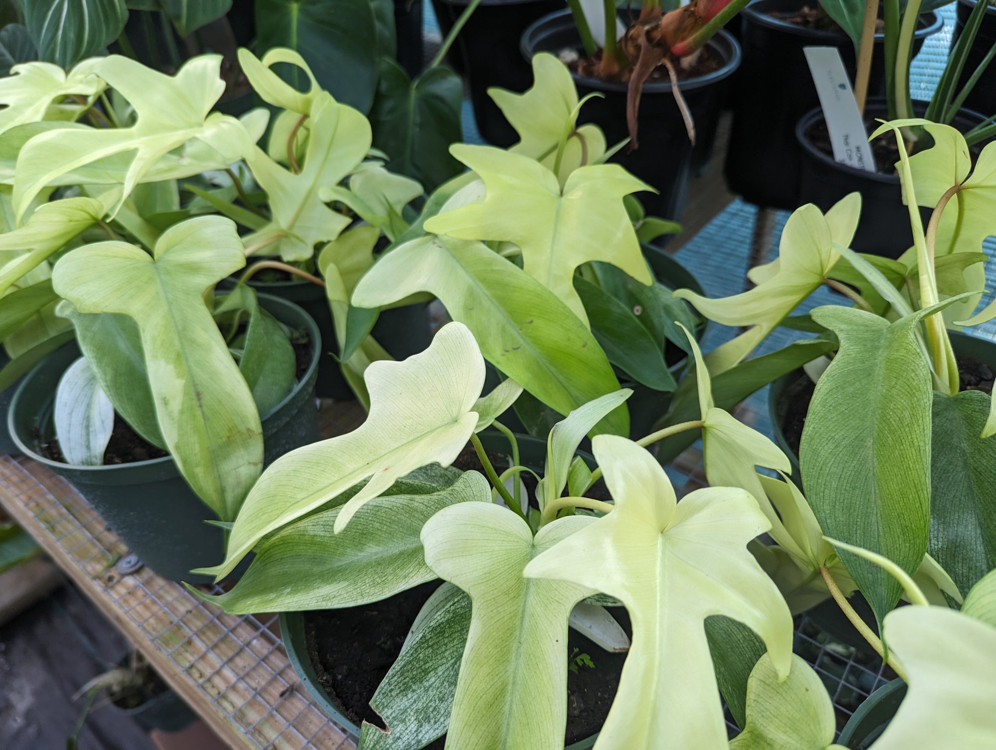 Florida Ghost Philodendron - 1 Live Plant in a 4 Inch Pot - Philodendron Pedatum