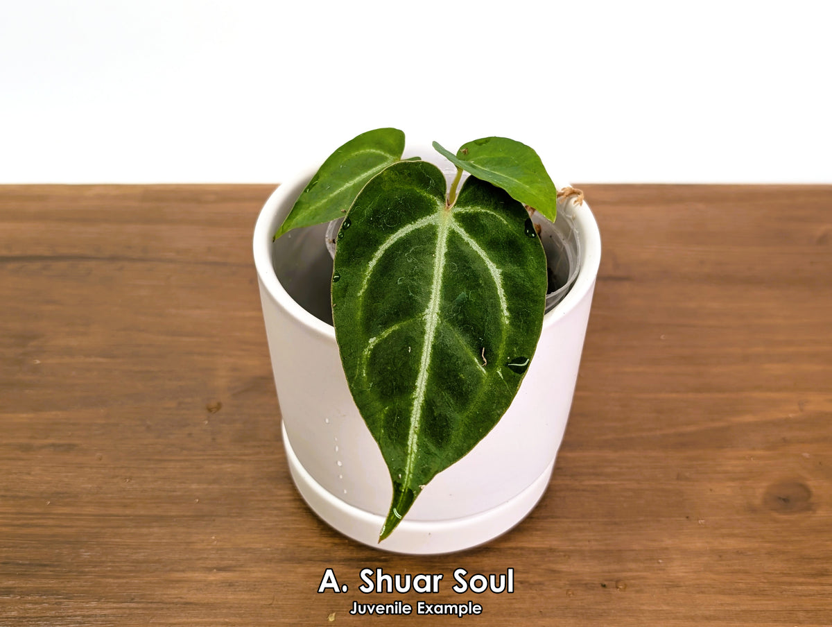 Anthurium Shuar Soul