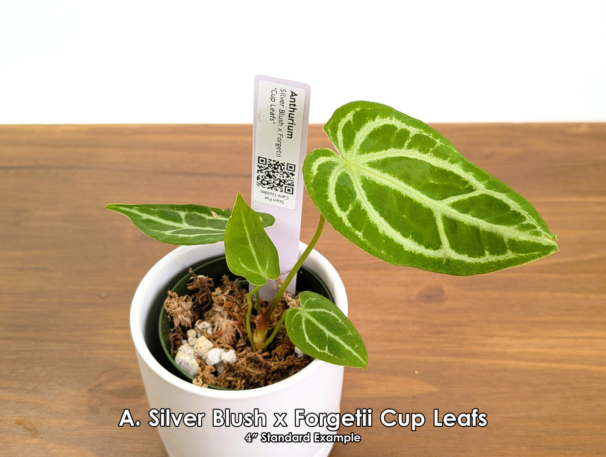 Anthurium Silver Blush x Forgetii 'Cup Leafs'