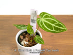 Anthurium Silver Blush x Forgetii 'Cup Leafs'