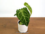Anthurium Silver Blush x Forgetii 'Cup Leafs'