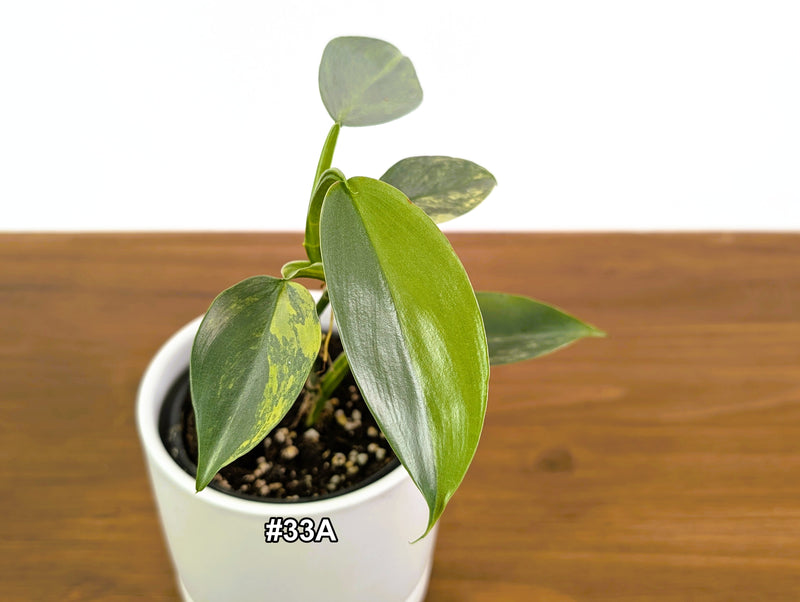 Philodendron Silver Sword Variegated - Exact Plants