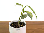 Philodendron Silver Sword Variegated - Exact Plants