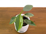 Philodendron Silver Sword Variegated - Exact Plants