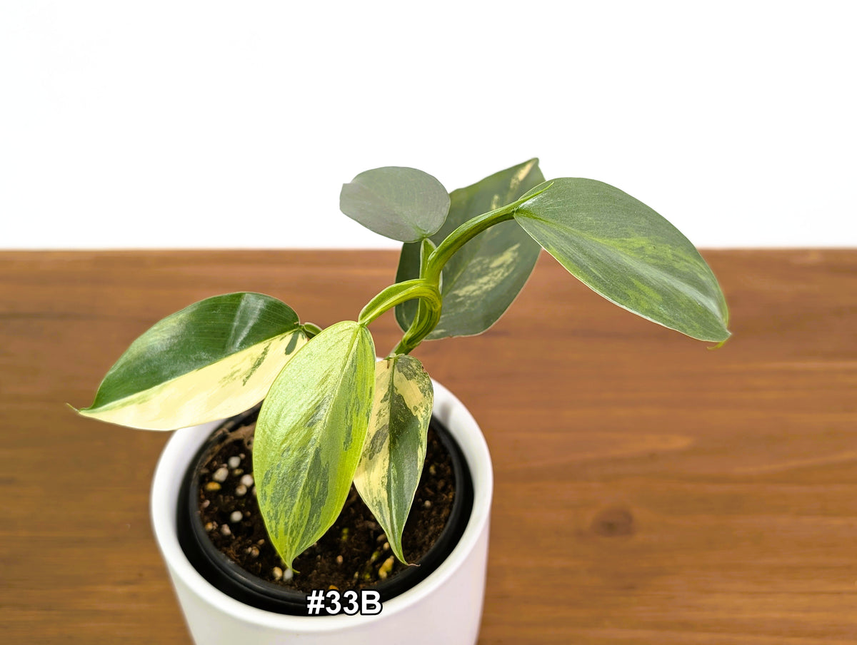Philodendron Silver Sword Variegated - Exact Plants