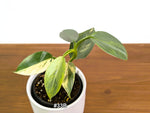 Philodendron Silver Sword Variegated - Exact Plants