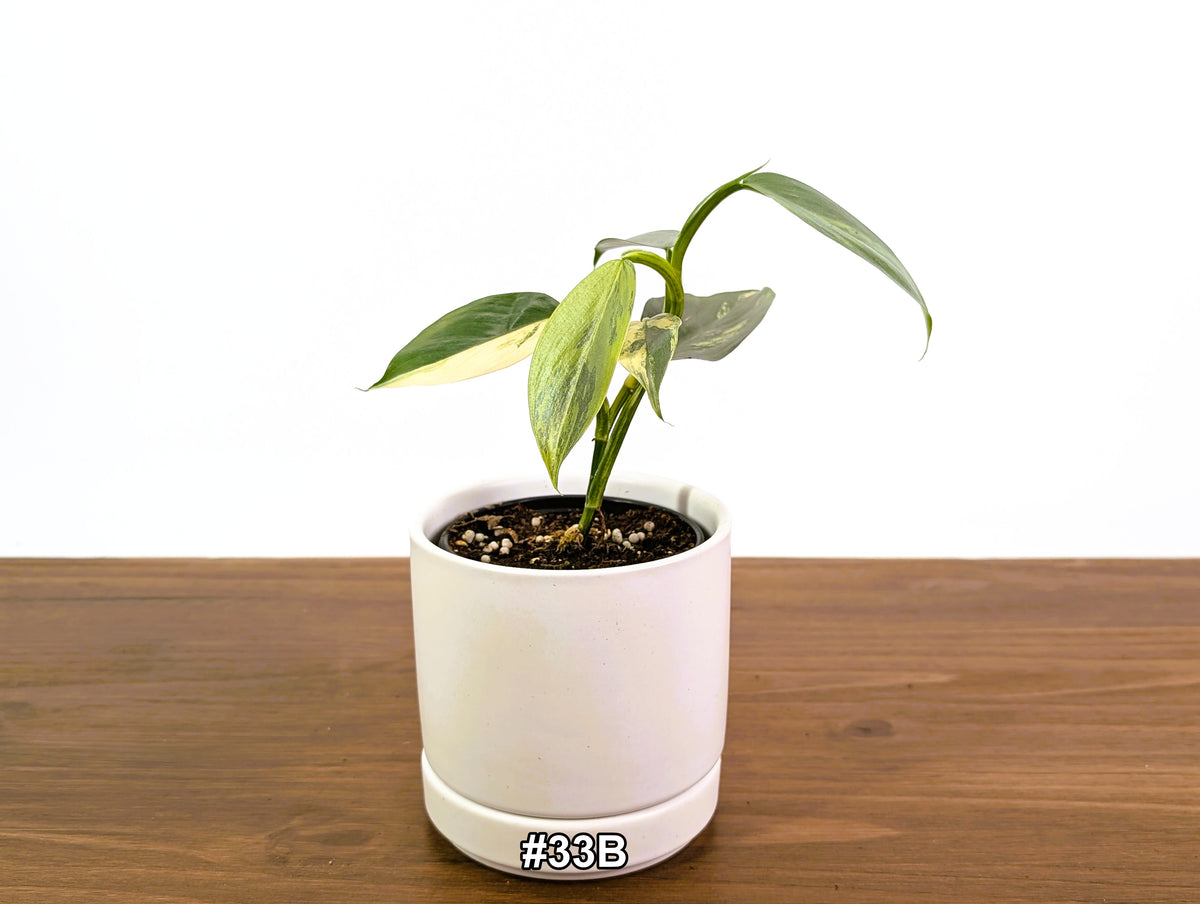 Philodendron Silver Sword Variegated - Exact Plants
