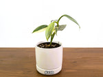 Philodendron Silver Sword Variegated - Exact Plants