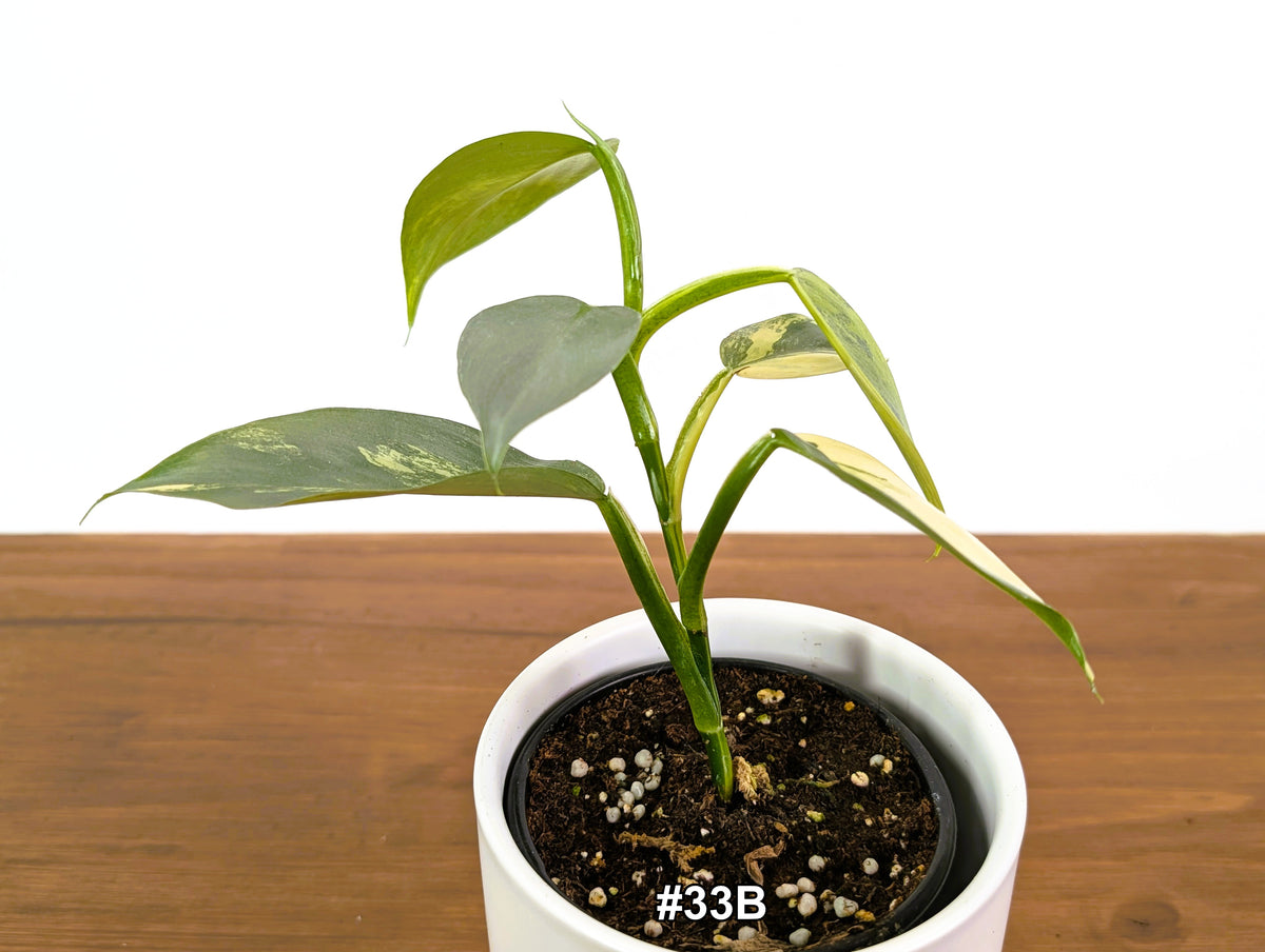 Philodendron Silver Sword Variegated - Exact Plants