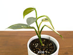 Philodendron Silver Sword Variegated - Exact Plants