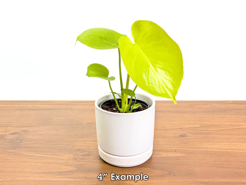 Monstera Lemon Lime 'Super Gold'