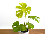 Monstera Lemon Lime 'Super Gold'