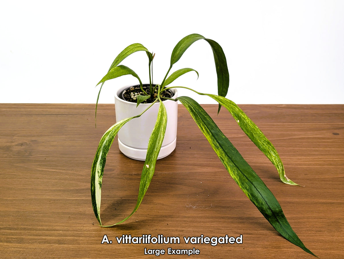 Anthurium vittariifolium Variegated