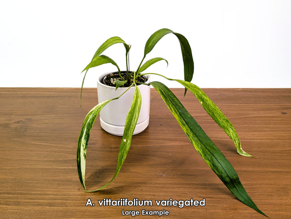 Anthurium vittariifolium Variegated