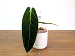 Anthurium Warocqueanum - Dark & Narrow - Pick Your Exact Plant